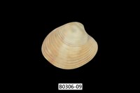 藏品(女神長文蛤(棕肋長文蛤))的圖片